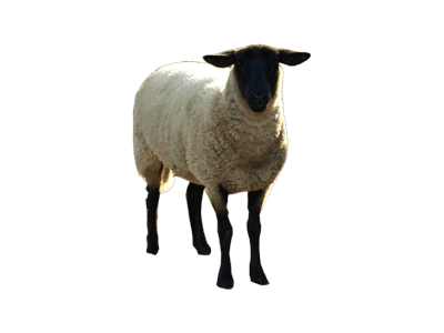 Download PNG image - Sheep PNG Background Photo 