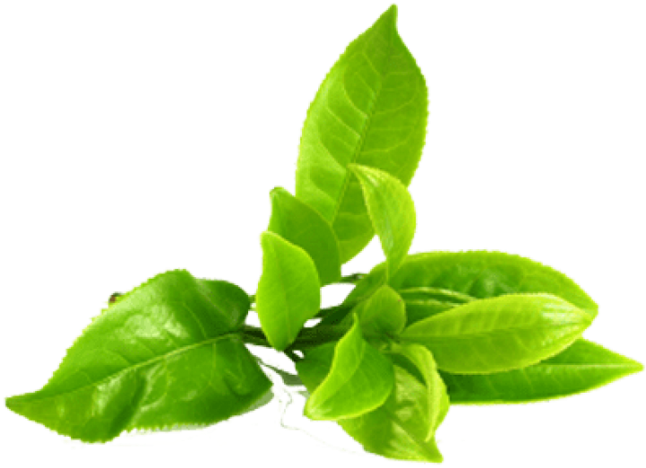 Download PNG image - Stem Green Tea Leaves PNG Clipart 