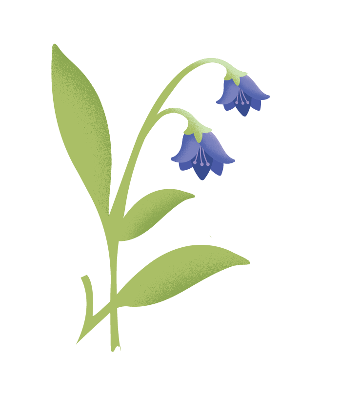 Download PNG image - Vector Bluebells PNG Clipart 