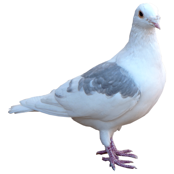 Download PNG image - White Pigeon Dove PNG Pic 