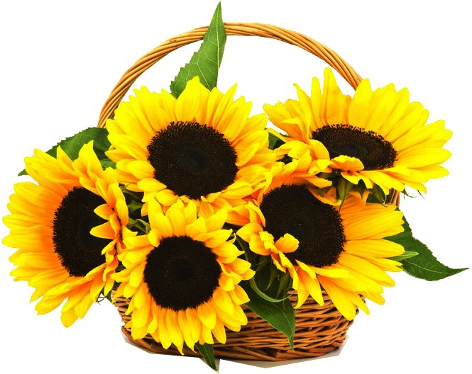 Download PNG image - Aesthetic Sunflower PNG Picture 
