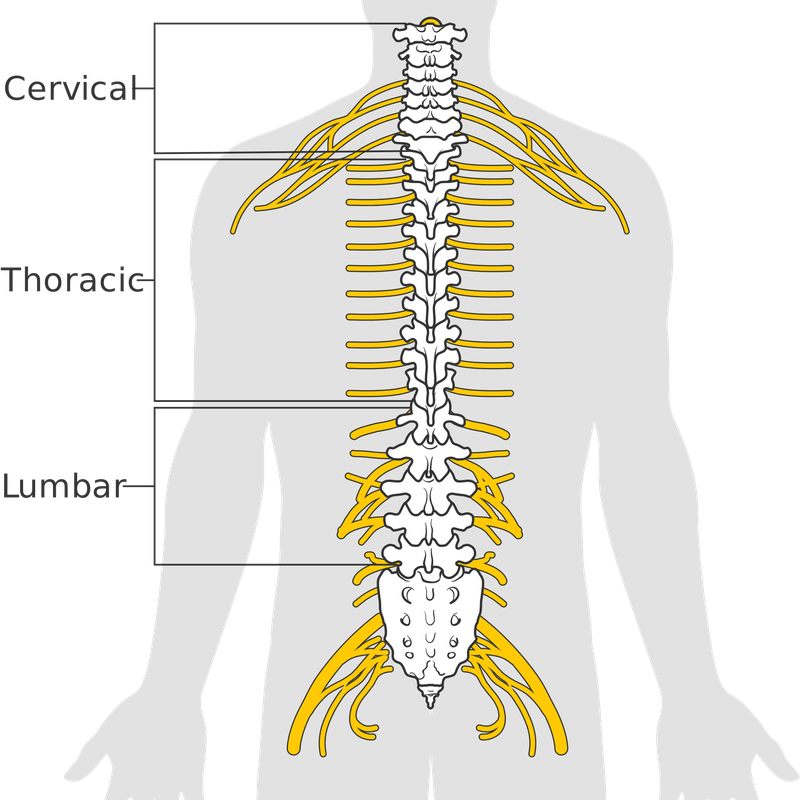 Download PNG image - Anatomy PNG File 