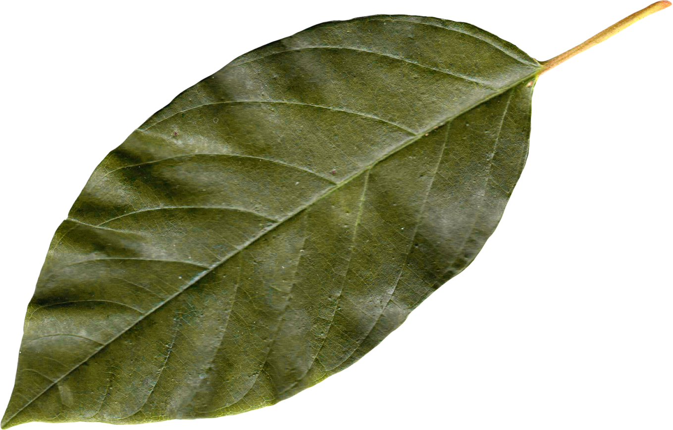 Download PNG image - Bay leaves PNG Picture 