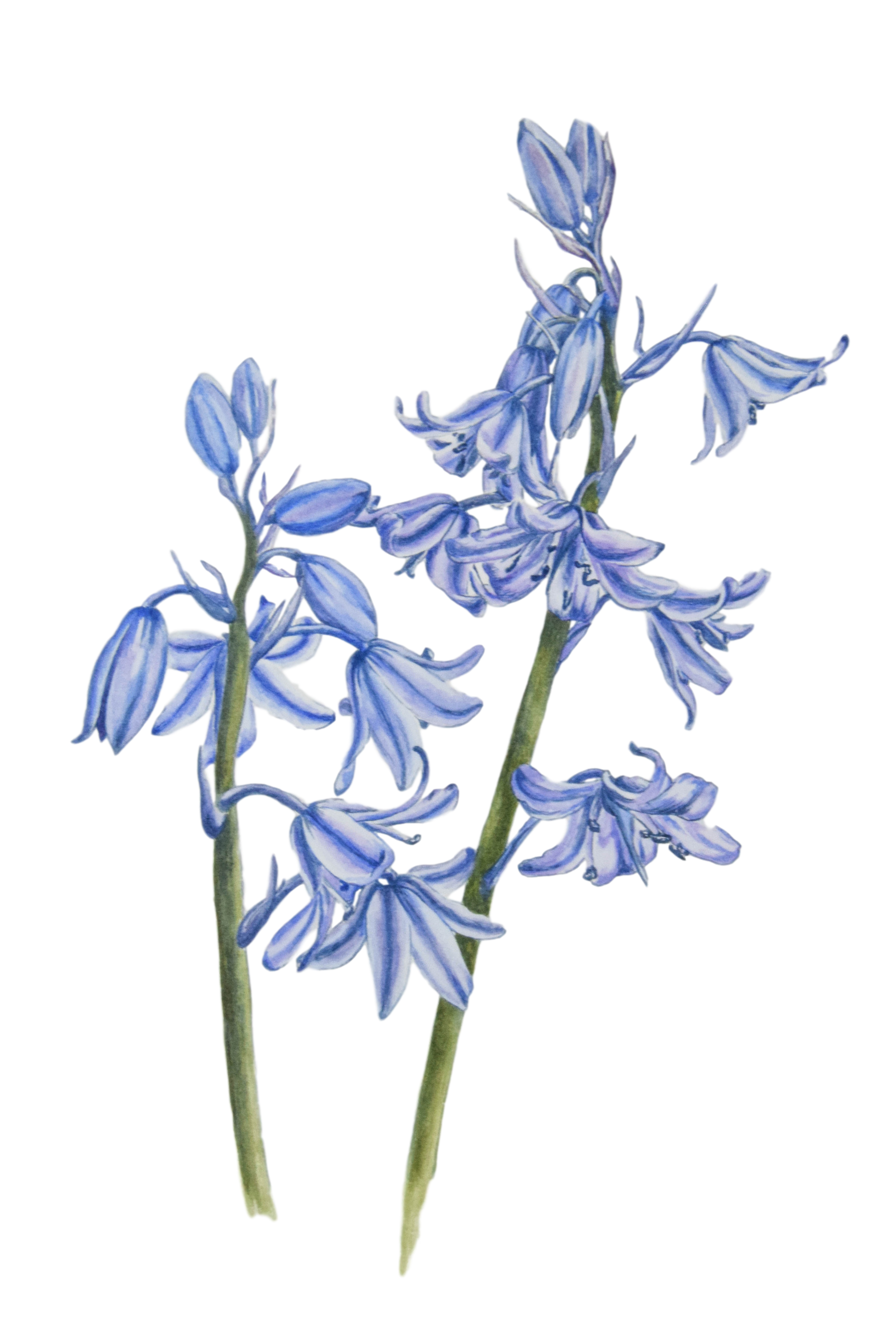 Download PNG image - Bluebells PNG Photos 