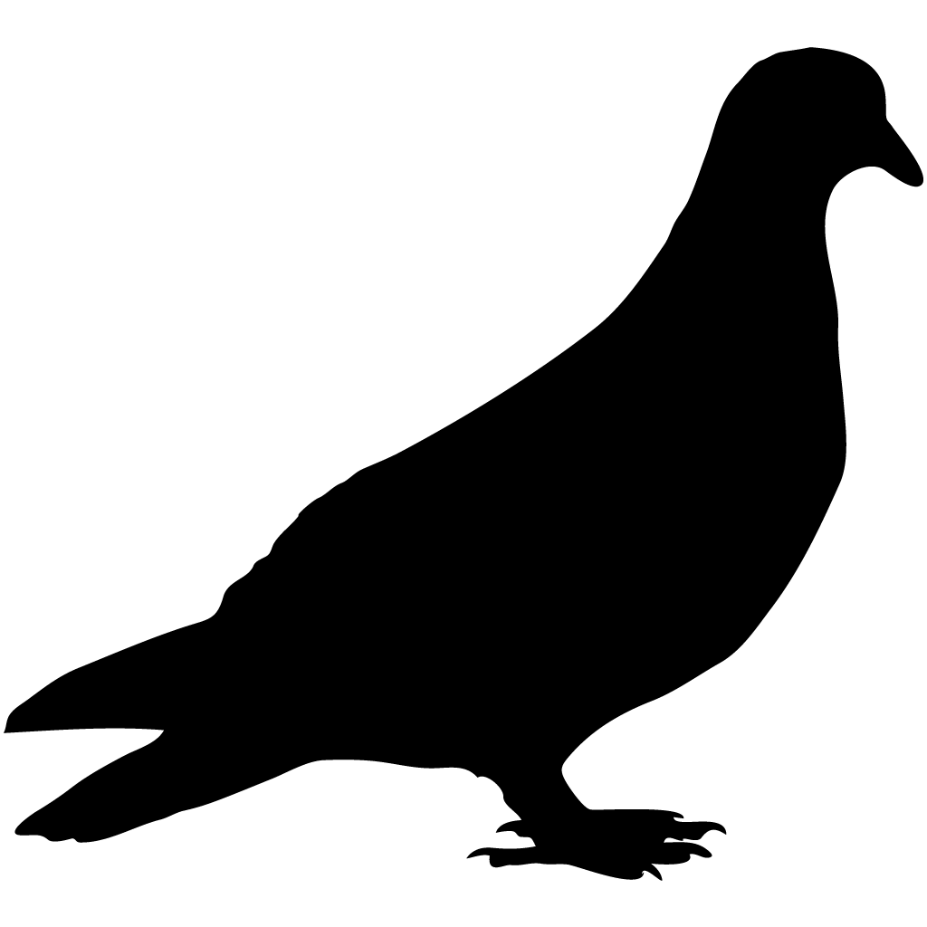 Download PNG image - Columbidae Pigeon PNG Picture 