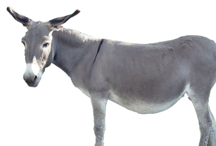 Download PNG image - Donkey PNG HD 