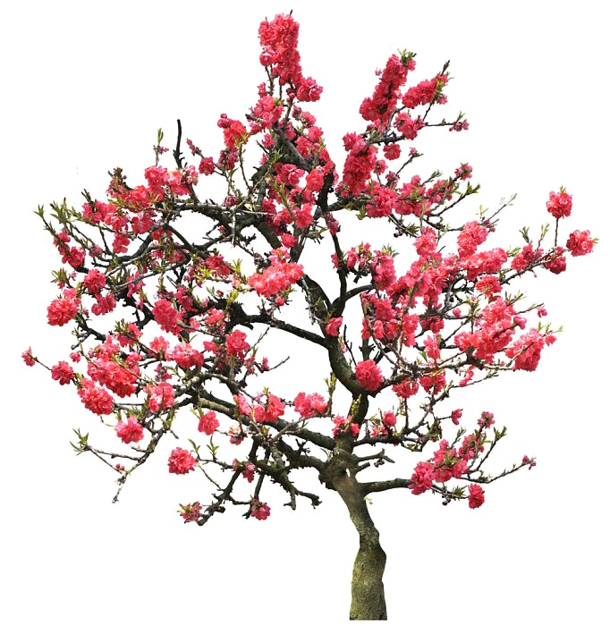 Download PNG image - Japanese Flowering Cherry PNG Image 
