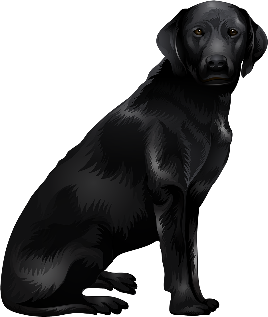 Download PNG image - Labrador Retriever PNG Isolated Picture 