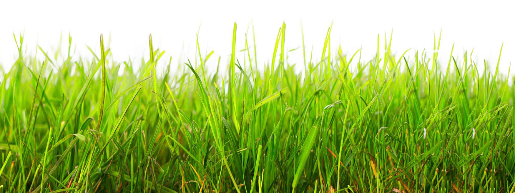Download PNG image - Natural Grass Vector PNG Photos 