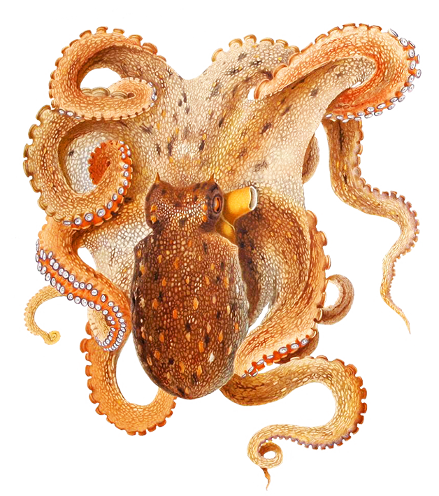 Download PNG image - Octopus PNG Image 