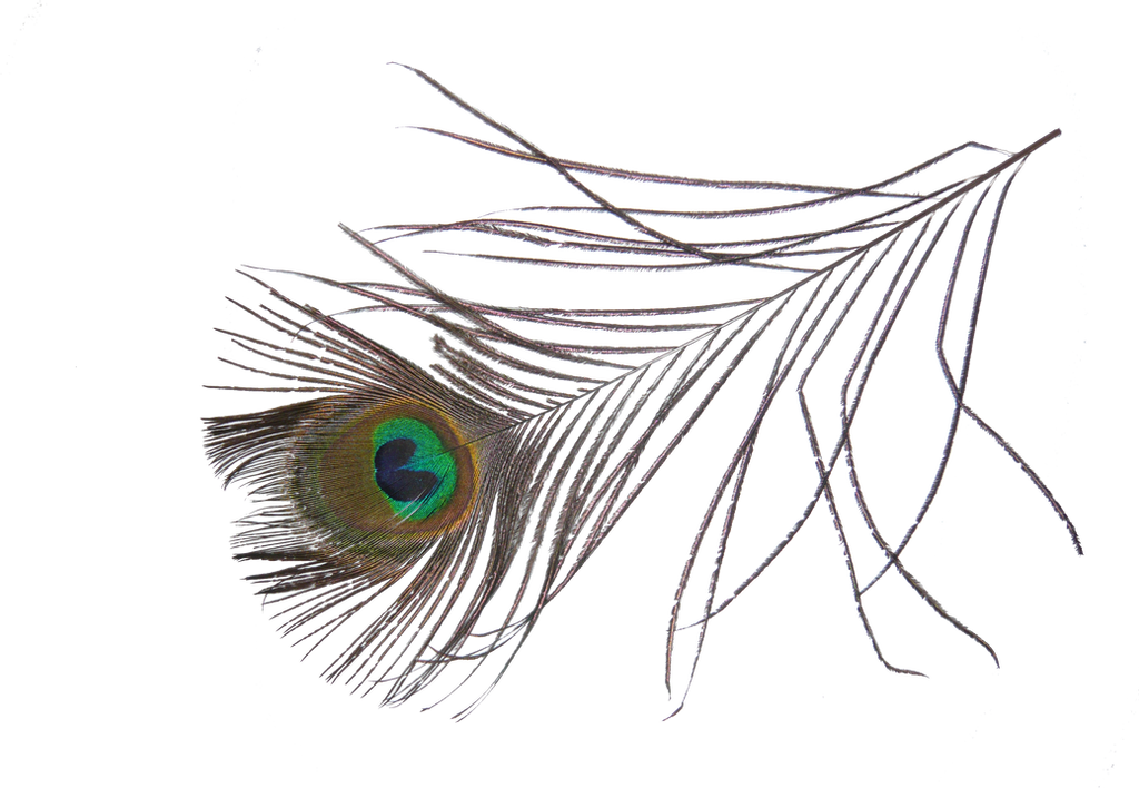 Download PNG image - Peacock Feather PNG Photo 