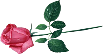 Download PNG image - Pink Rose PNG Transparent Image 