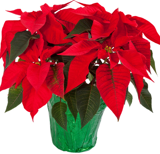 Download PNG image - Poinsettia PNG HD 