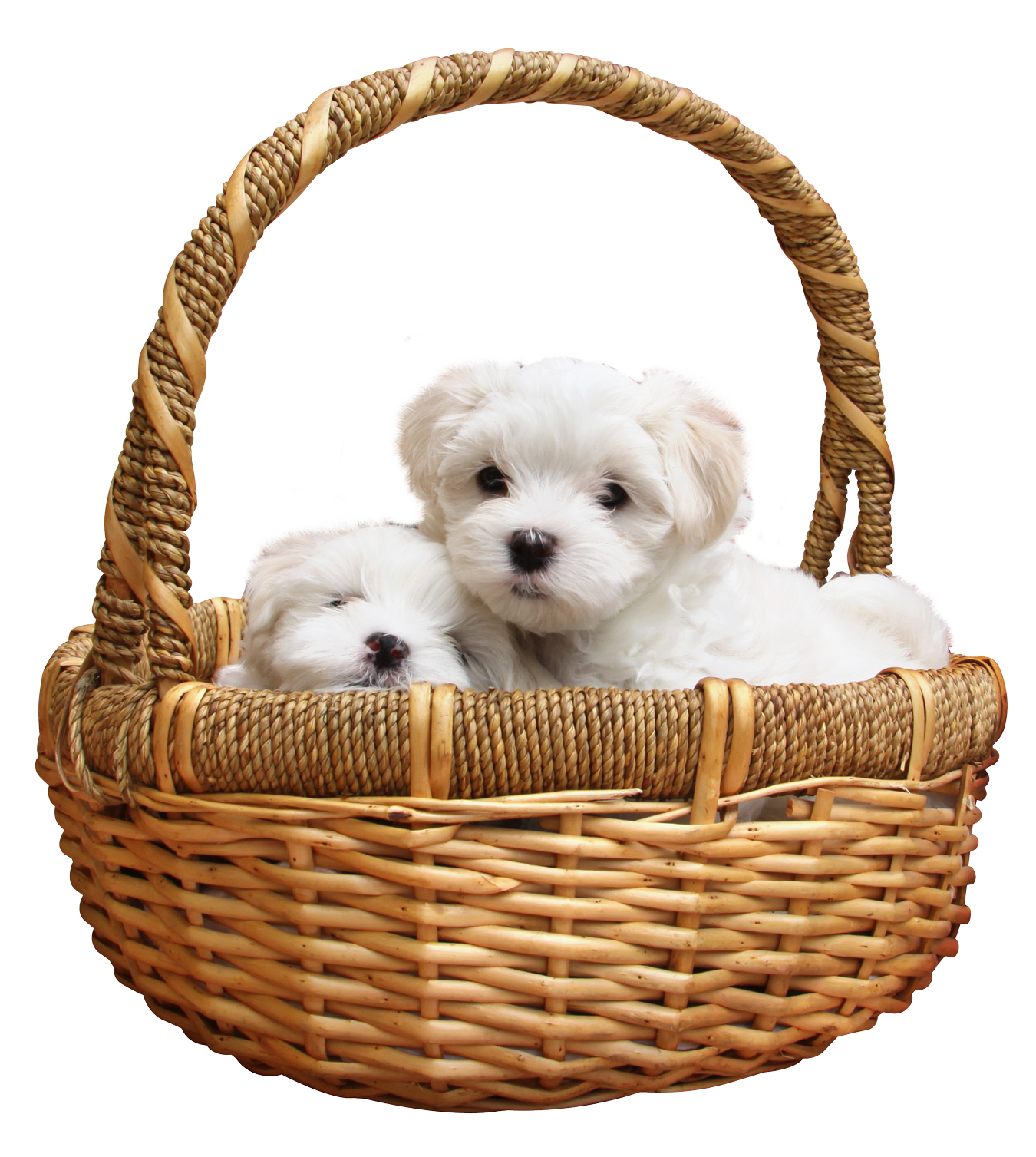 Download PNG image - Puppies PNG File 