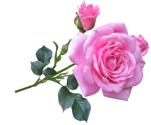 Download PNG image - Rose Flower PNG Transparent Image 