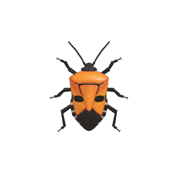 Download PNG image - Spring Bugs PNG Image 