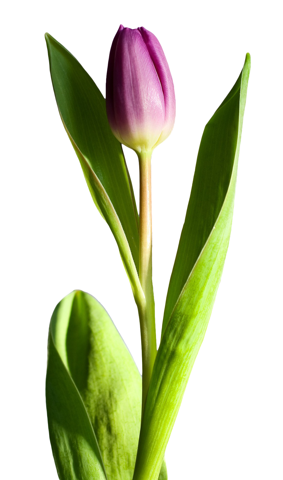 Download PNG image - Spring Flower Clipart PNG File 