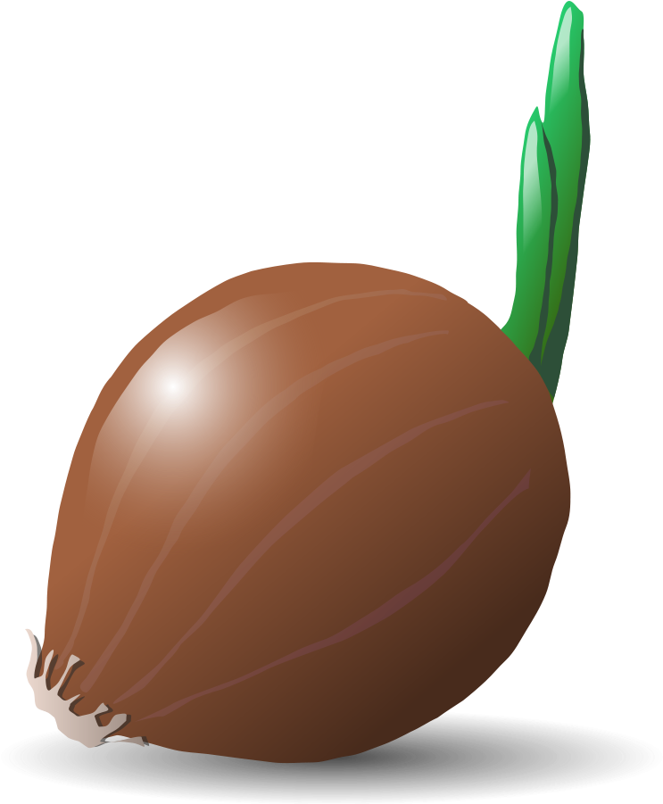 Download PNG image - Vector Brown Onion PNG Photos 