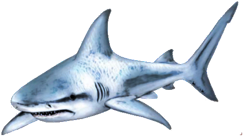 Download PNG image - Whale Real Shark PNG Photos 
