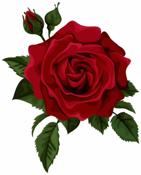 Download PNG image - Aesthetic Theme Rose PNG Isolated HD 