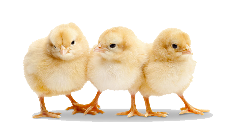 Download PNG image - Baby Chicken Transparent PNG 