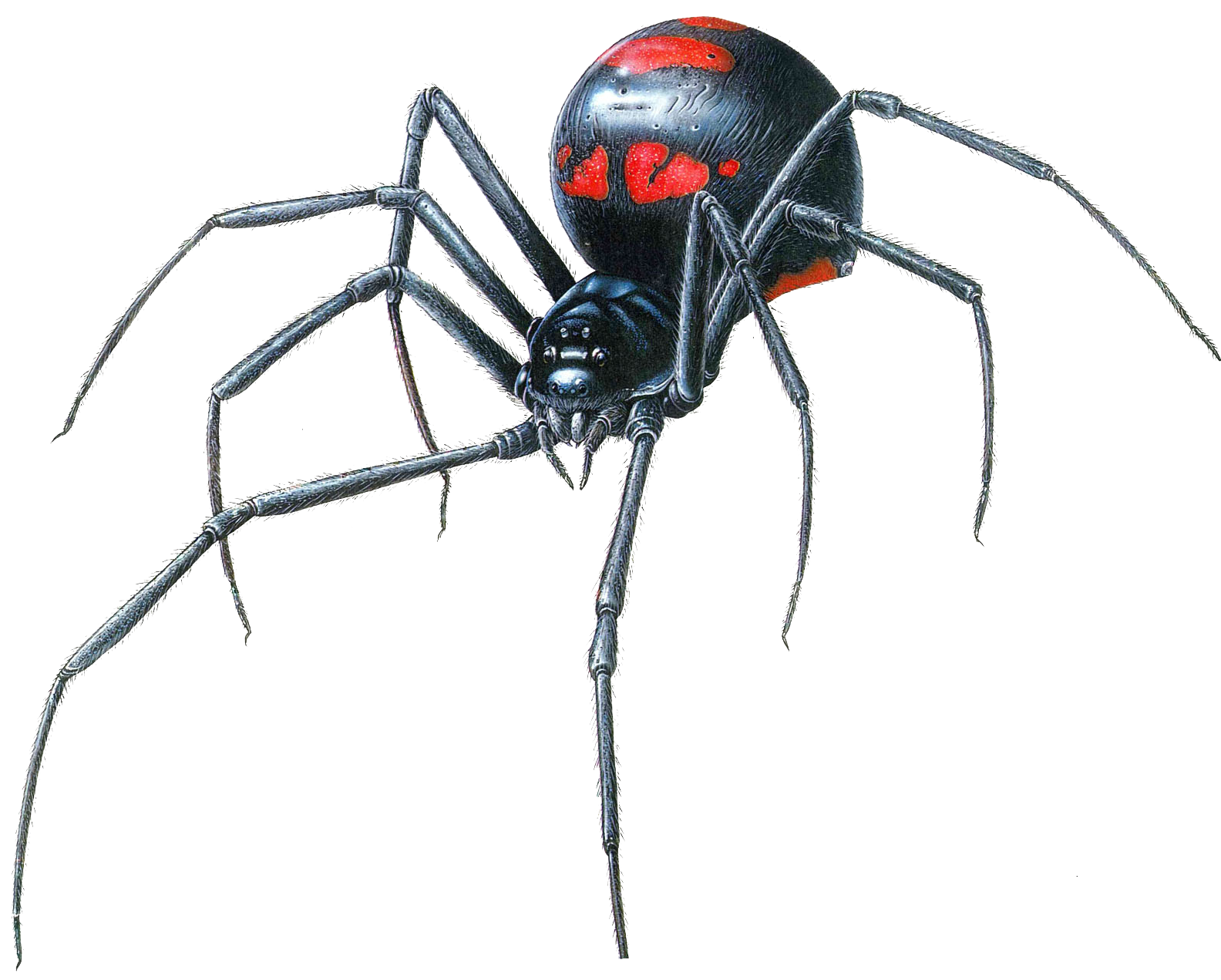 Download PNG image - Black Widow Spider Transparent PNG 
