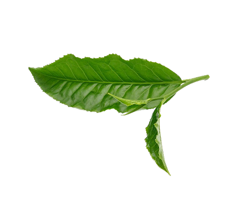 Download PNG image - Fresh Green Tea Leaves PNG Clipart 