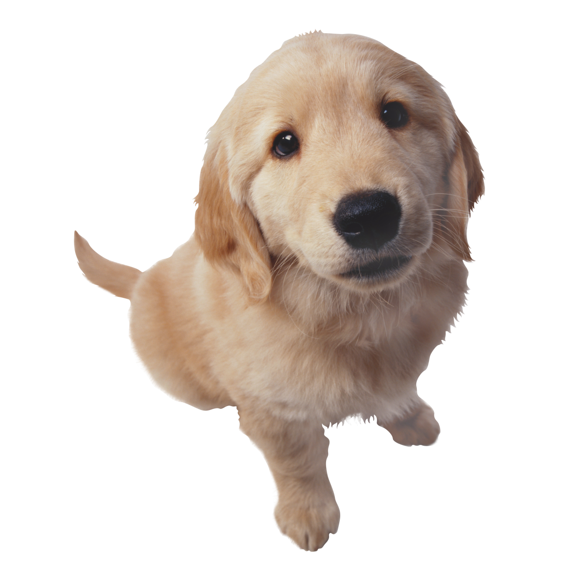 Download PNG image - Golden Retriever PNG HD Photo 