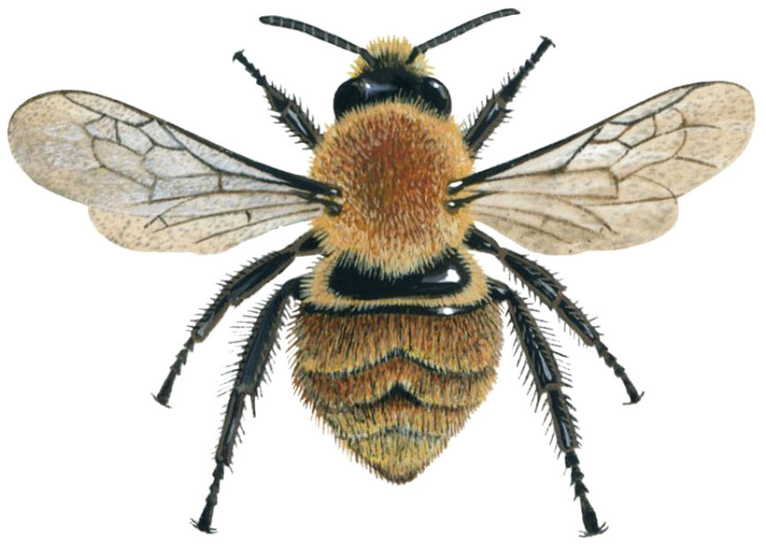 Download PNG image - Honey Bee PNG Photos 