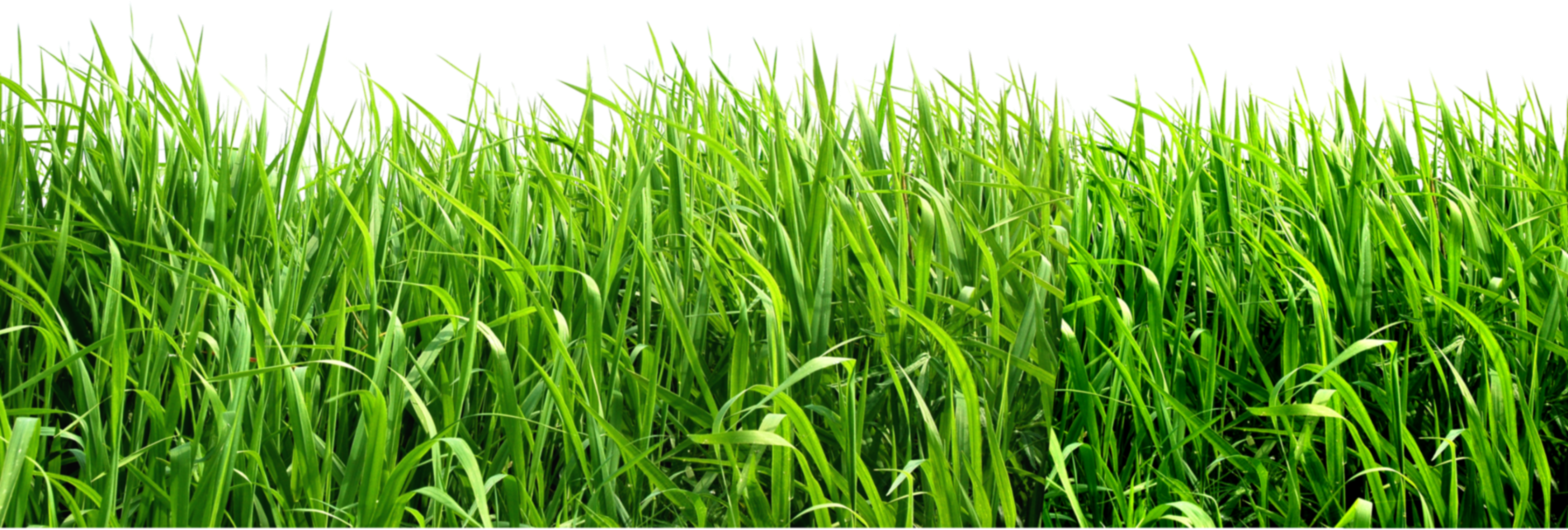 Download PNG image - Landscape Green Grass Field PNG File 