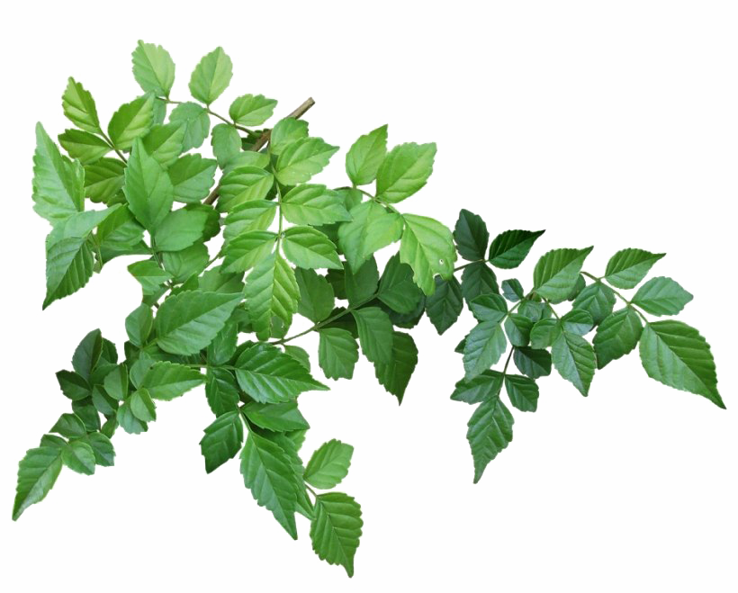 Download PNG image - Leaves PNG Isolated Image 