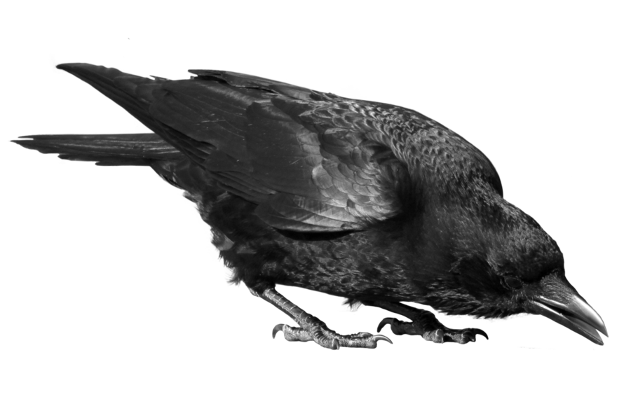 Download PNG image - Raven Bird PNG Image 