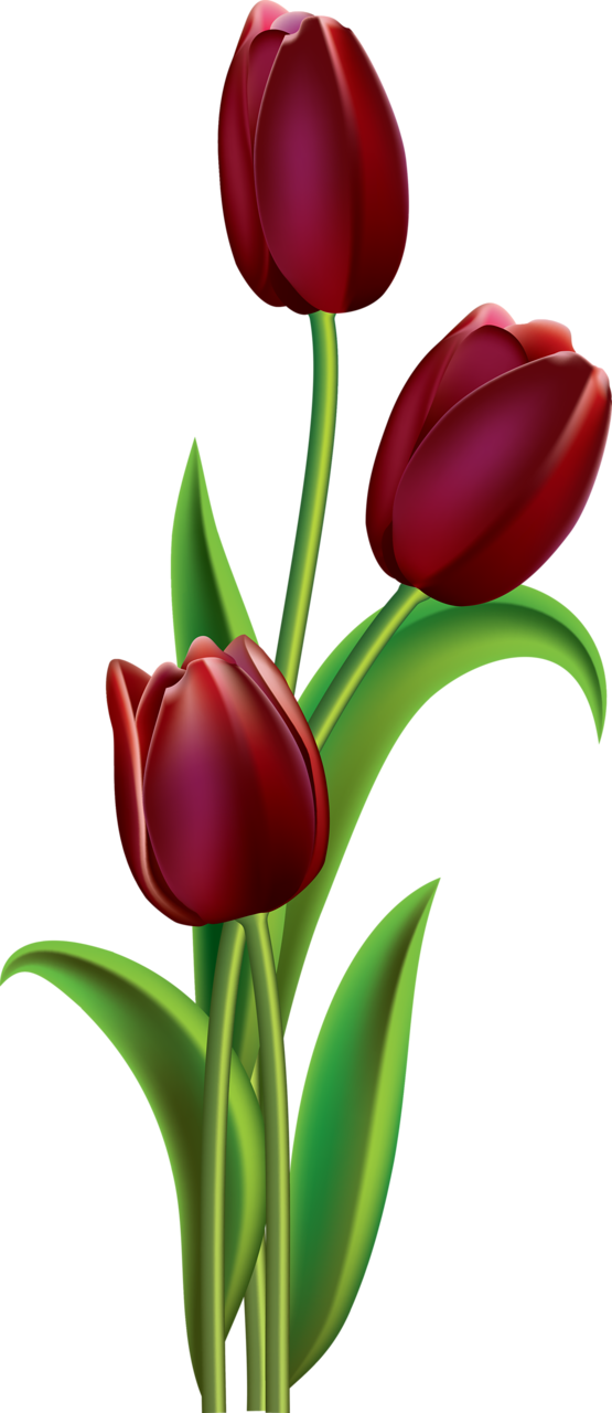 Download PNG image - Red Tulip Flower PNG File 
