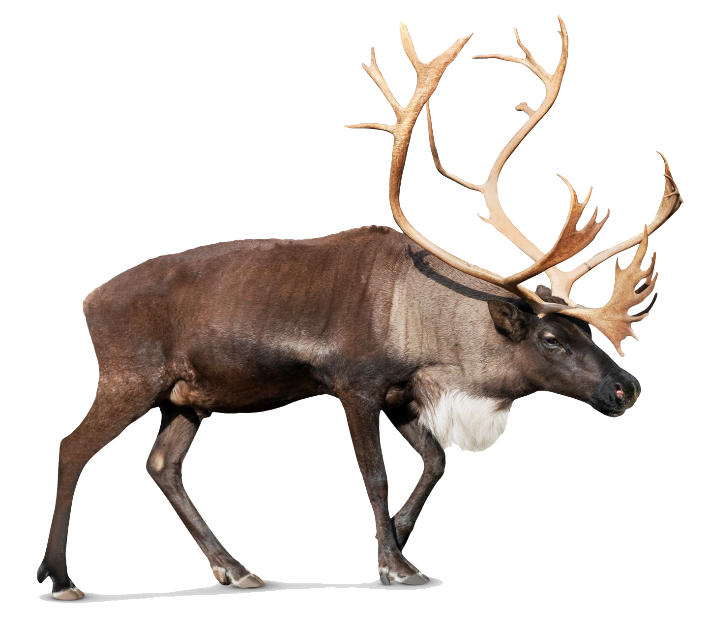 Download PNG image - Reindeer PNG Picture 