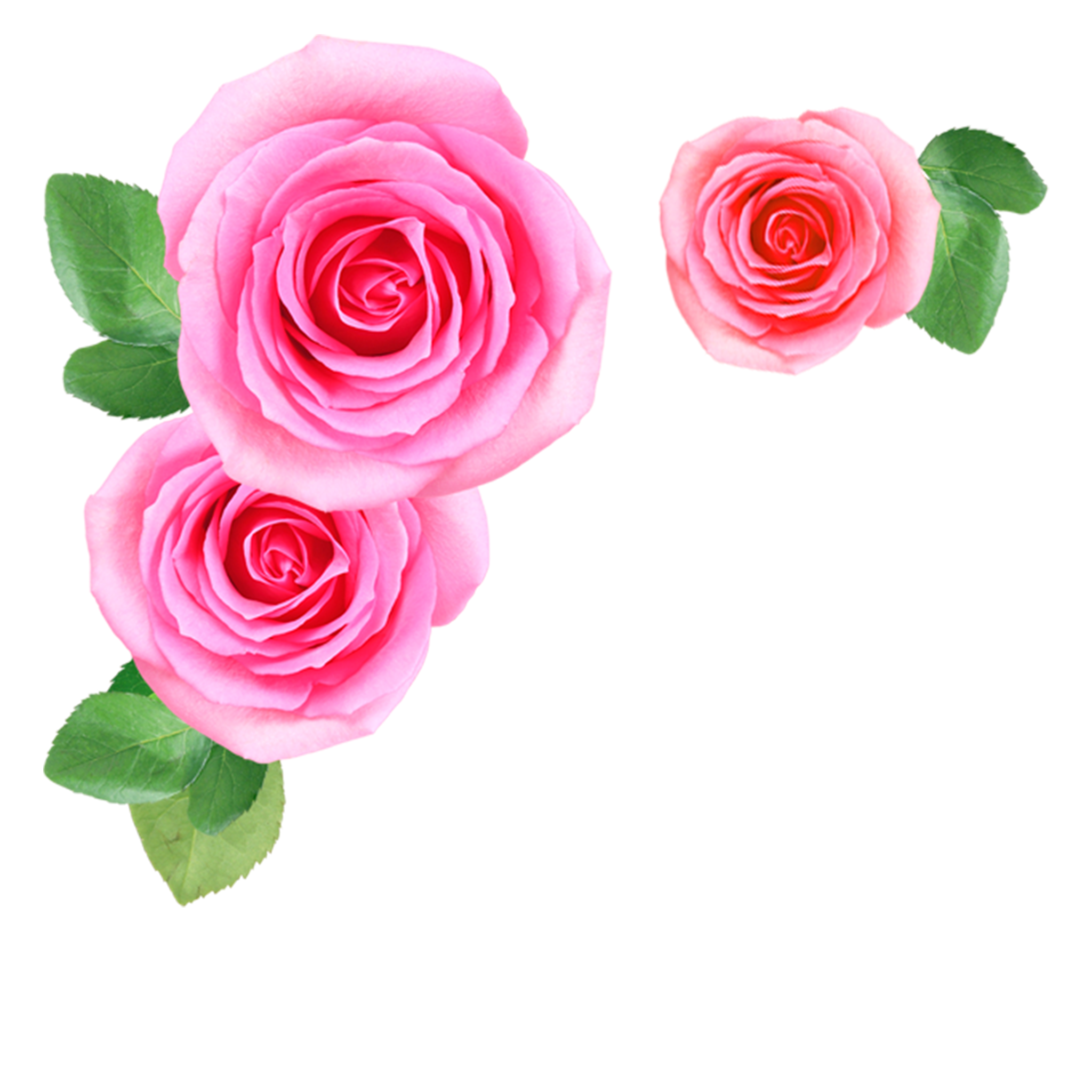 Download PNG image - Rose Flower Frame Transparent PNG 