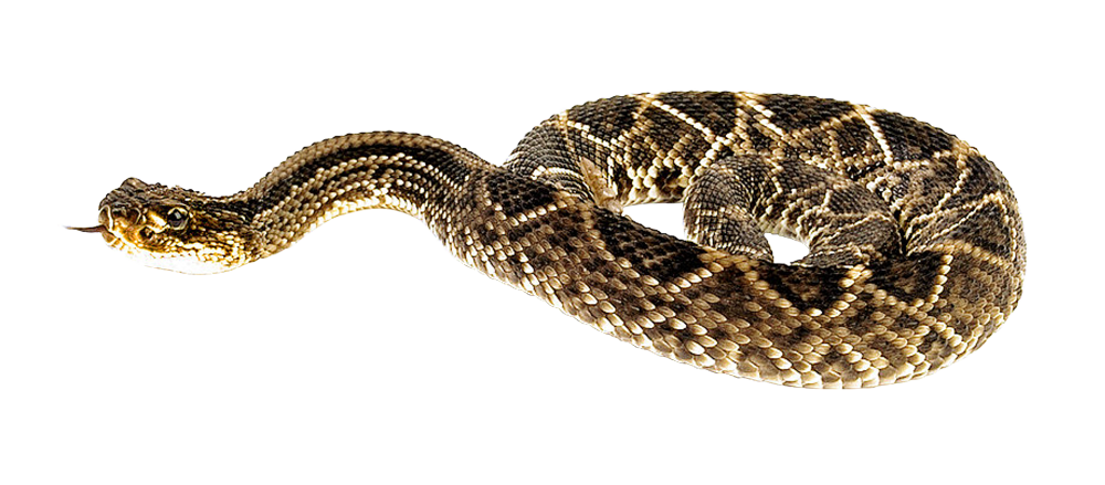 Download PNG image - Snake Viper PNG Pic 