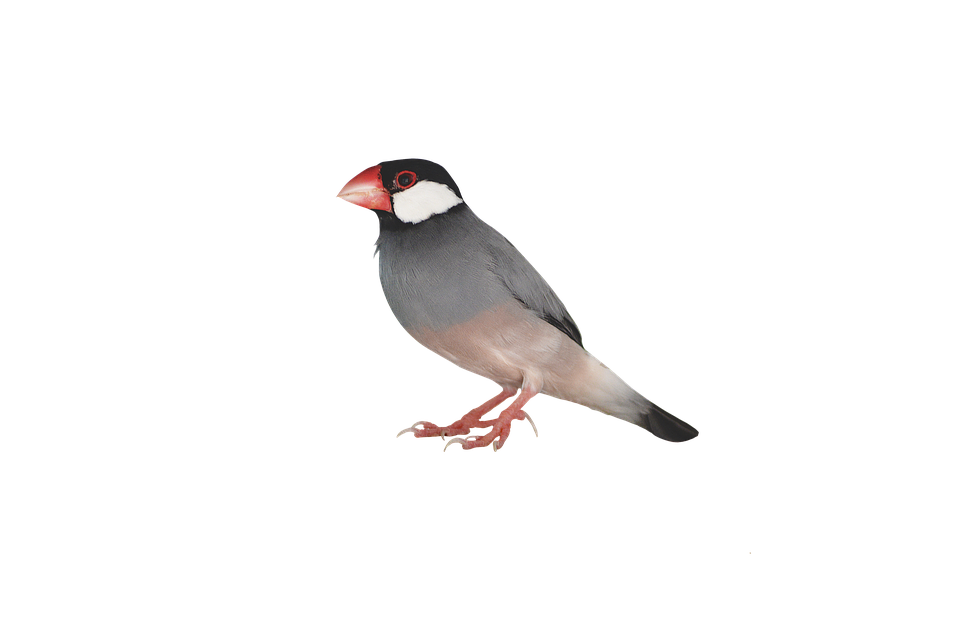 Download PNG image - Sparrow Transparent Background 