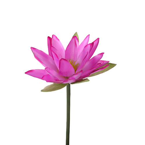 Download PNG image - Water Lily Transparent PNG 