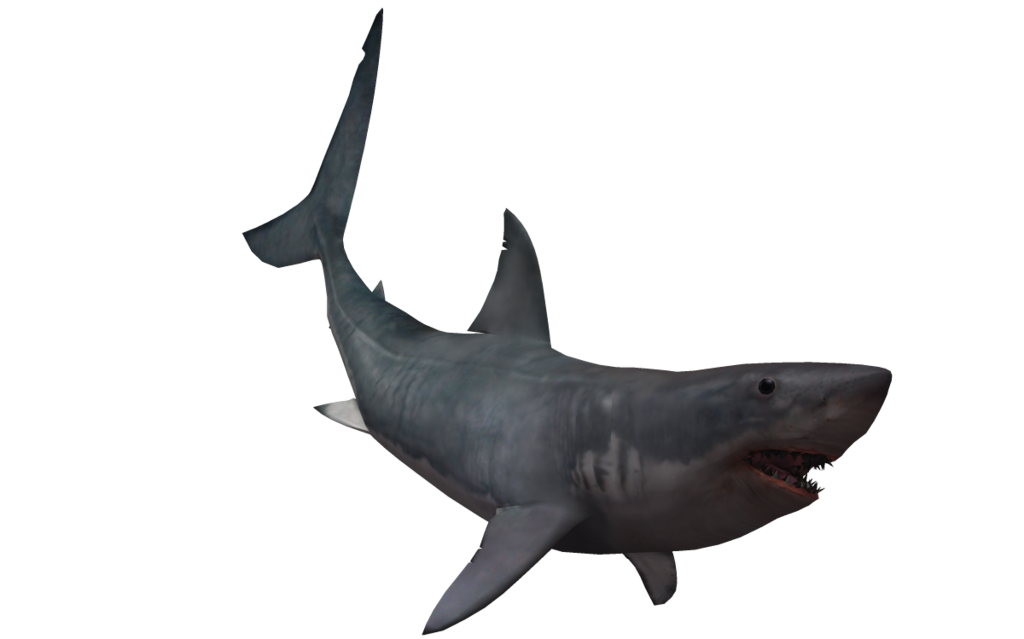 Download PNG image - Whale Real Shark Transparent PNG 