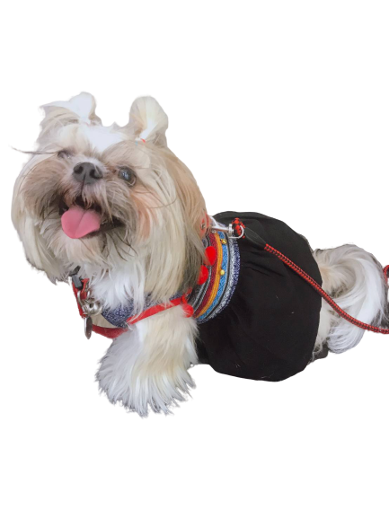 Download PNG image - Adorable Companion Dog PNG 