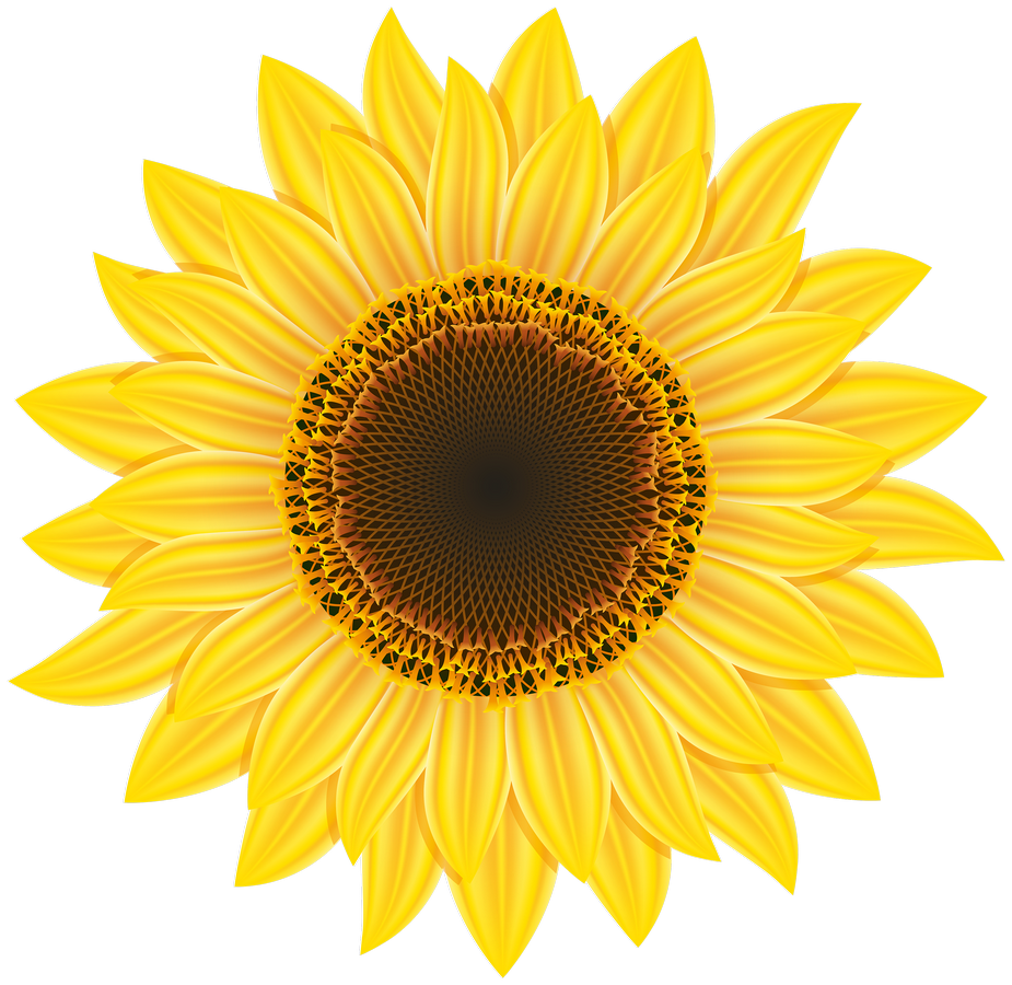 Download PNG image - Aesthetic Sunflower PNG Transparent Image 