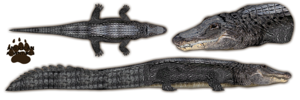 Download PNG image - Alligator PNG Free Download 
