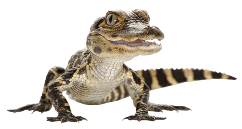 Download PNG image - Alligator PNG Photos 