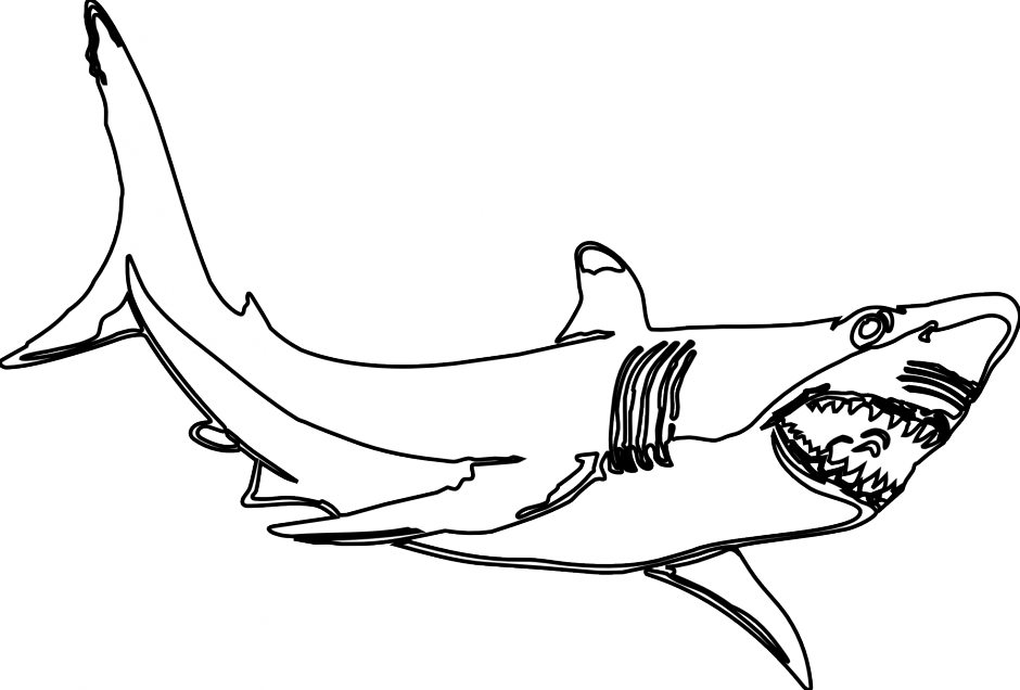 Download PNG image - Big Megalodon Shark Transparent PNG 