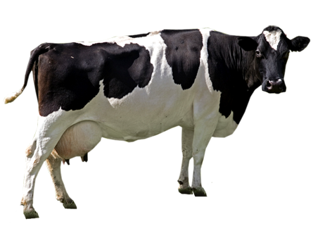 Download PNG image - Cow PNG File 