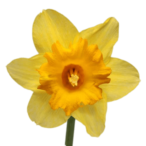 Daffodil PNG Isolated HD