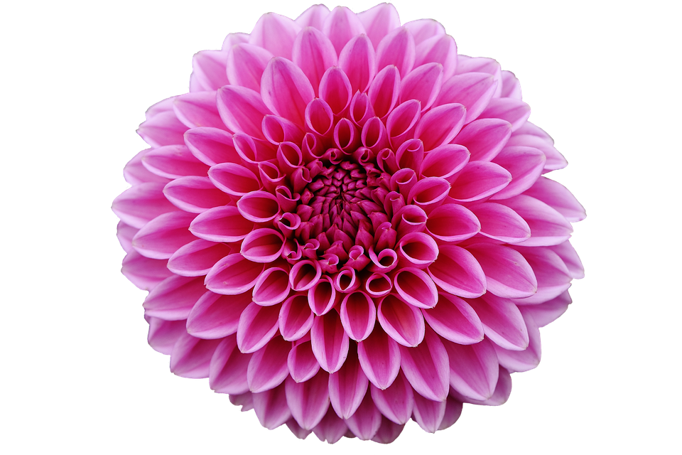 Download PNG image - Dahlia PNG Pic 