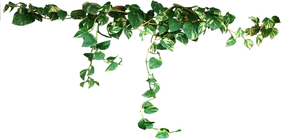 Download PNG image - Ivy PNG Clipart 