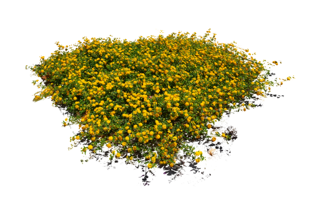 Download PNG image - Landscaping Tree PNG Photo 