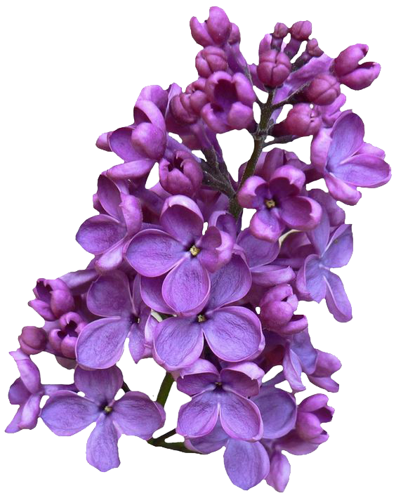Download PNG image - Lilac PNG Clipart 
